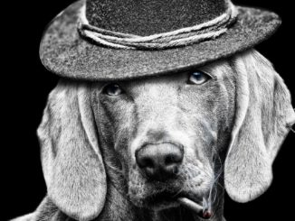 New all-dog Shawshank Redemption remake due this year