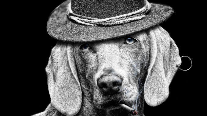 New all-dog Shawshank Redemption remake due this year