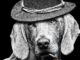New all-dog Shawshank Redemption remake due this year