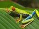 frogs