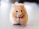 hamster