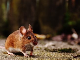 Live action version of the Rescuers abandoned after mousetrap incident