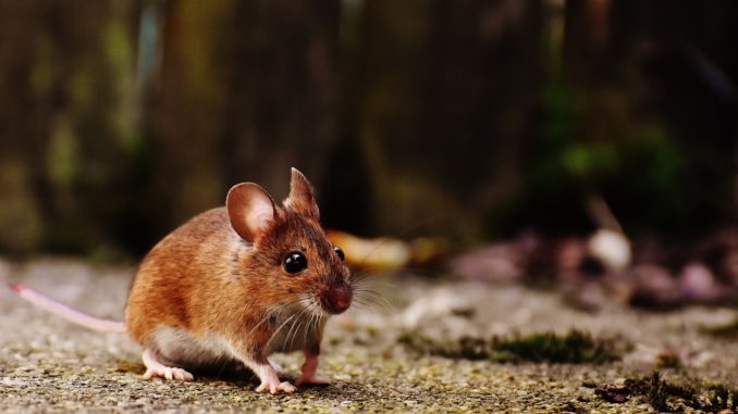 Live action version of the Rescuers abandoned after mousetrap incident