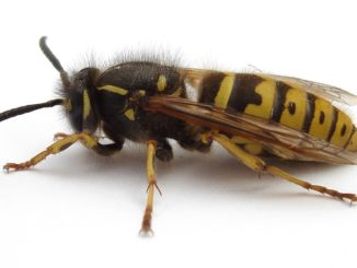 the wasp