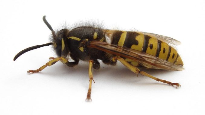 the wasp
