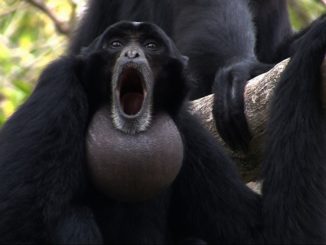 apes