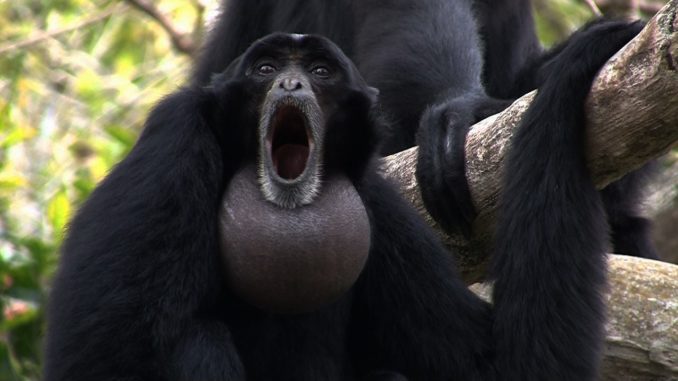 apes