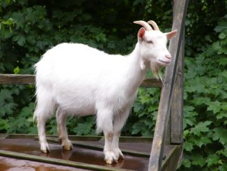 amazing goat