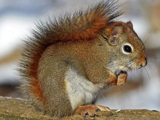 Nutty