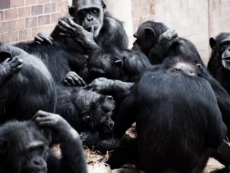 Planet of the Apes