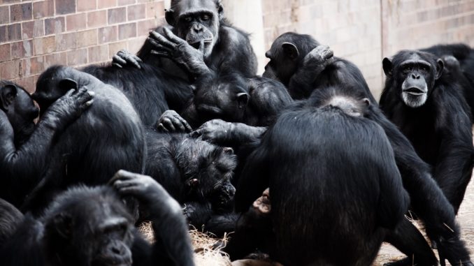 Planet of the Apes