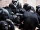 Planet of the Apes