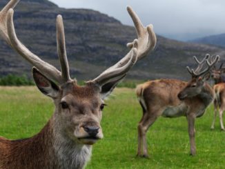 deer