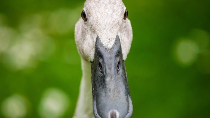 duck