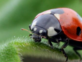 lady bird