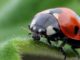 lady bird
