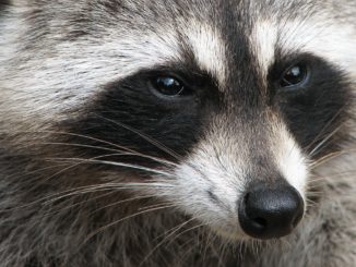 Rocket raccoon