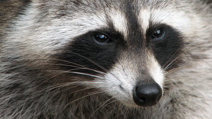 Rocket raccoon