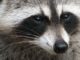 Rocket raccoon