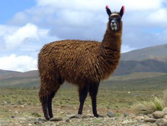 llama
