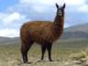 llama