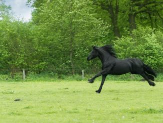 Black Beauty