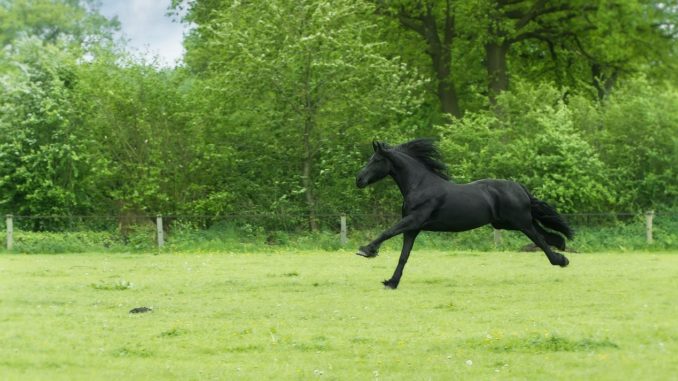 Black Beauty