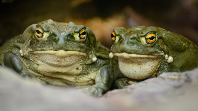 toads