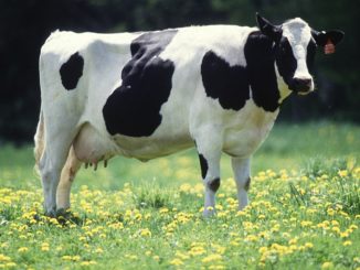 abattoir