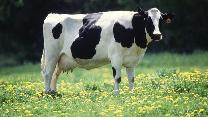 abattoir