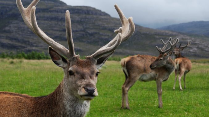 deer hunter