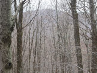 Exclusive: Blair Witch footage FAKE!