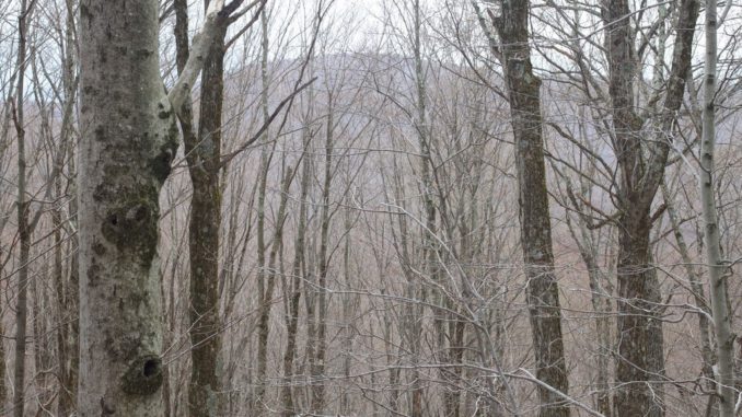 Exclusive: Blair Witch footage FAKE!