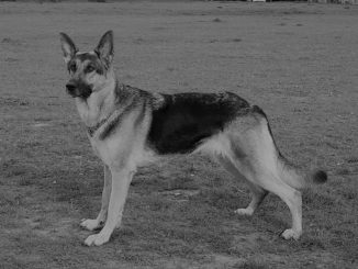 Rin Tin Tin