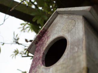 bird box
