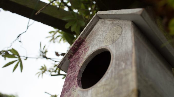 bird box