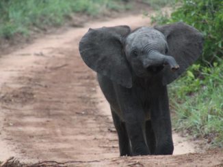 dumbo