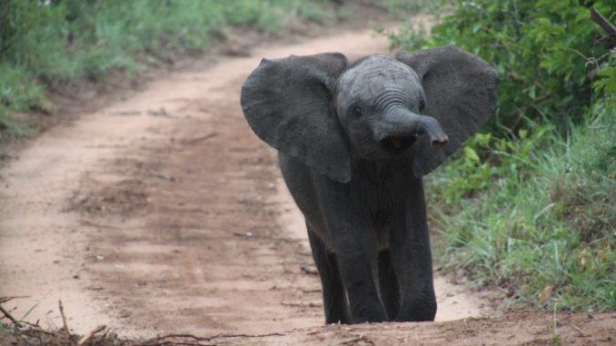 dumbo