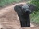 dumbo