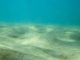 under the sea