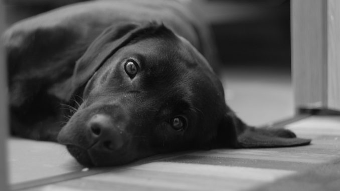 fenton