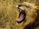lion king