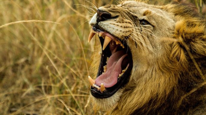 lion president
