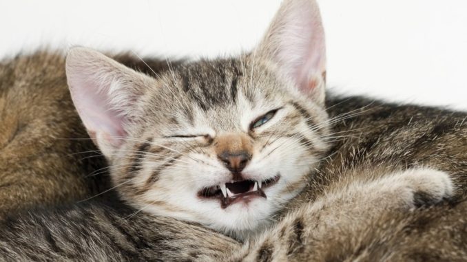 cats