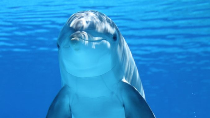 dolphins