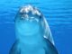 dolphins