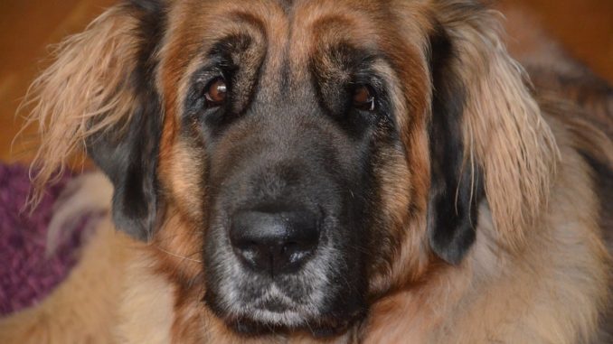 Deckard’s dog in Blade Runner 2049 a replicant claims tedious bastard