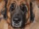 Deckard’s dog in Blade Runner 2049 a replicant claims tedious bastard