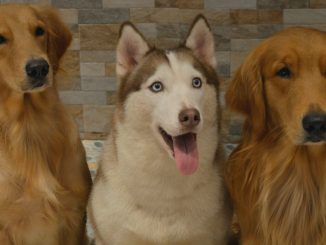 Season 2 of Netflix’s Dogs details canine plot to overthrow humanity