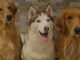 Season 2 of Netflix’s Dogs details canine plot to overthrow humanity
